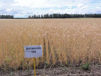 Хозяйства Алтайского края готовы реализовать более 35 тыс. тонн семян сельскохозяйственных культур