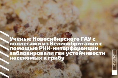 Ученые Новосибирского ГАУ с коллегами из Великобритании с помощью РНК-интерференции заблокировали ген устойчивости насекомых к грибу